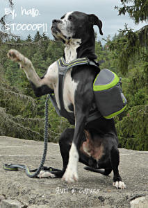 1 tag caruso anhalter